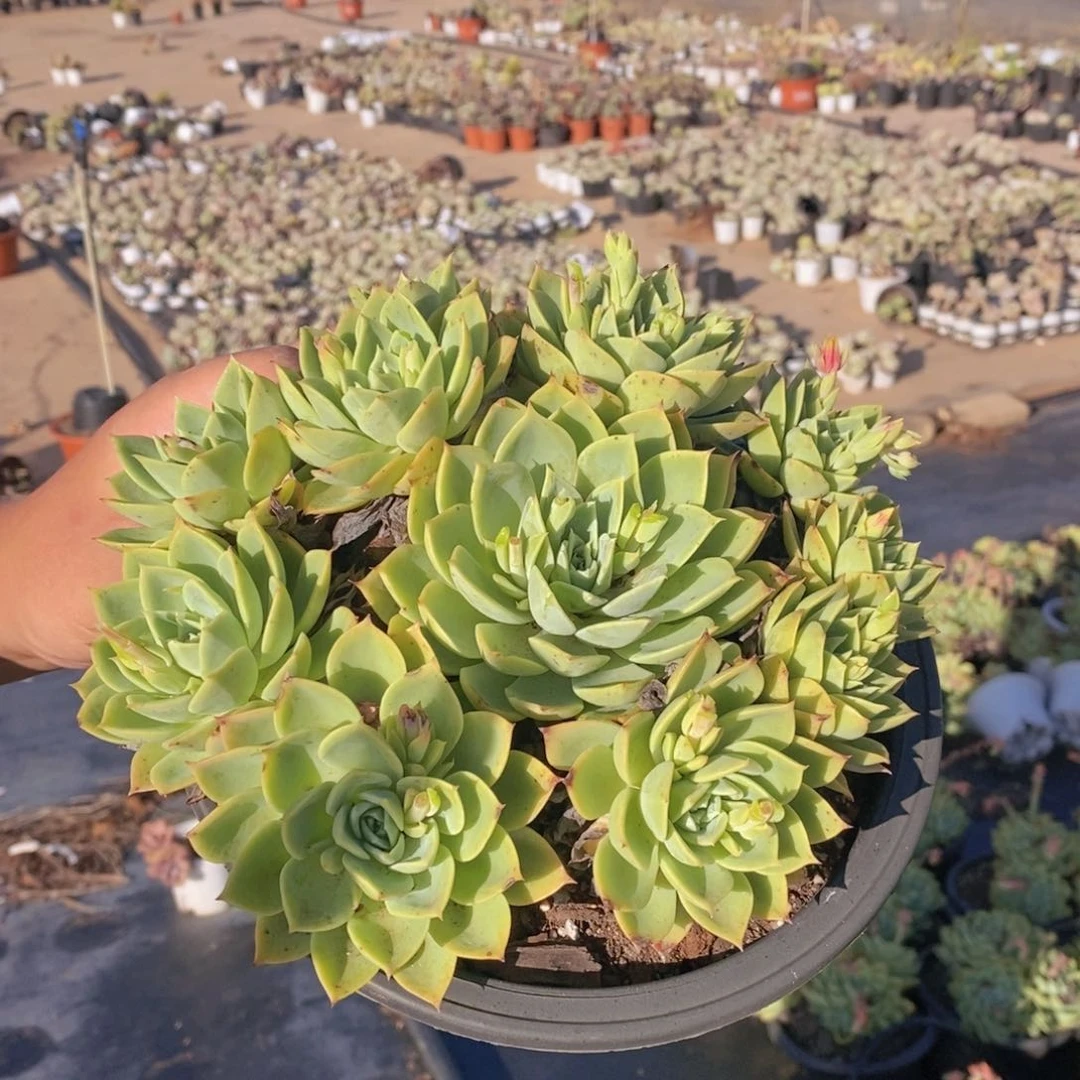 三色堇大盆整桩手捧，230杯