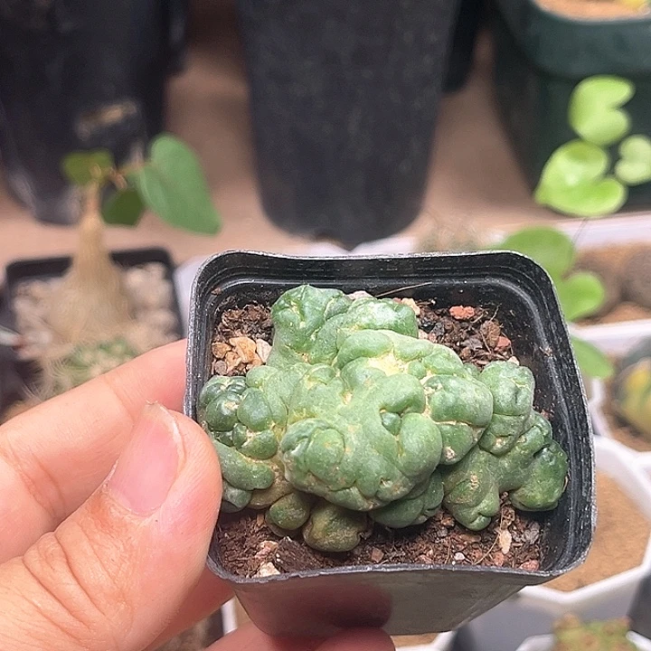 象牙丸石化一颗6cm