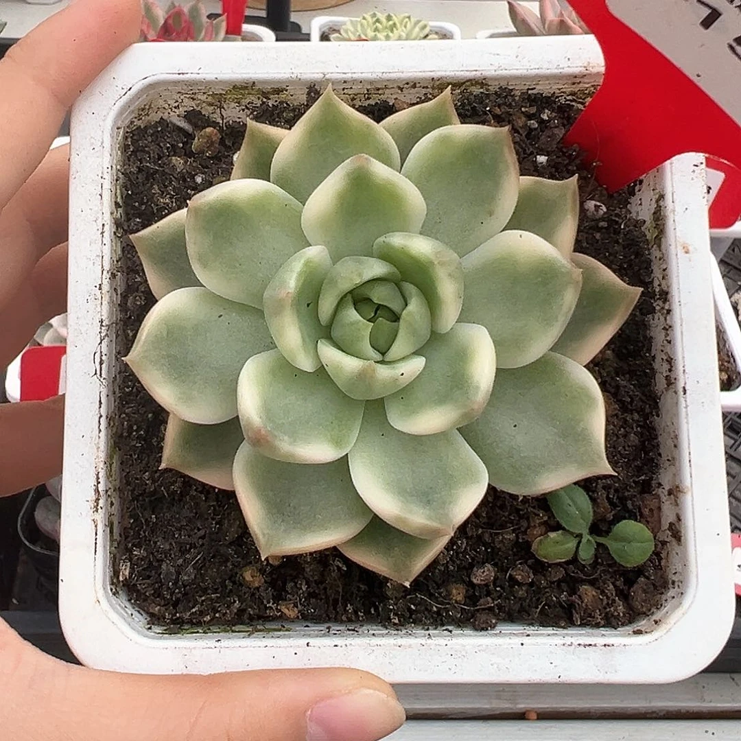 150号琉璃盏锦多肉植物
