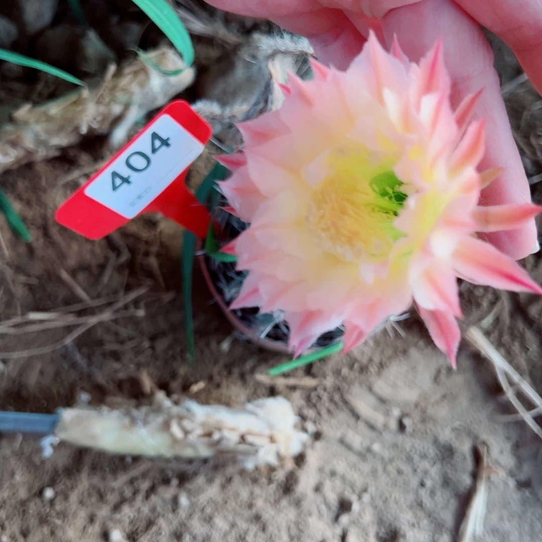 ?**辣彩草彩草 00000 404