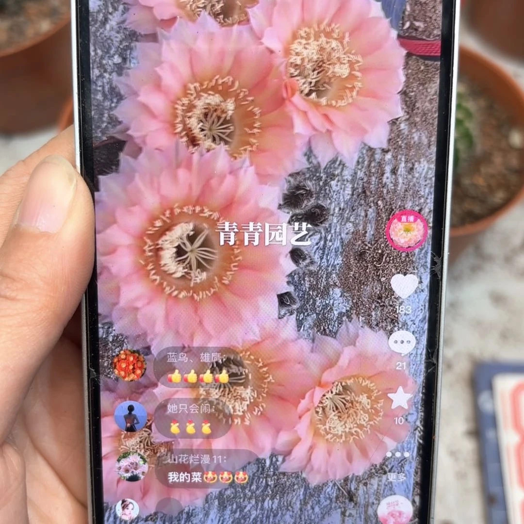 彩草1-7号4.5公分左右