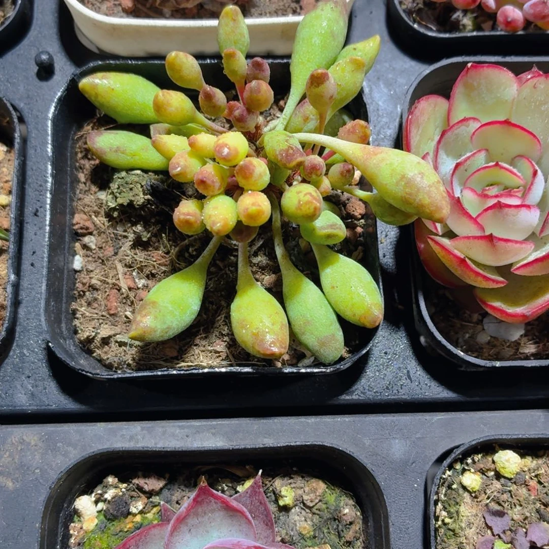 溯***宝鼓锤水泡多肉9.9包邮发货