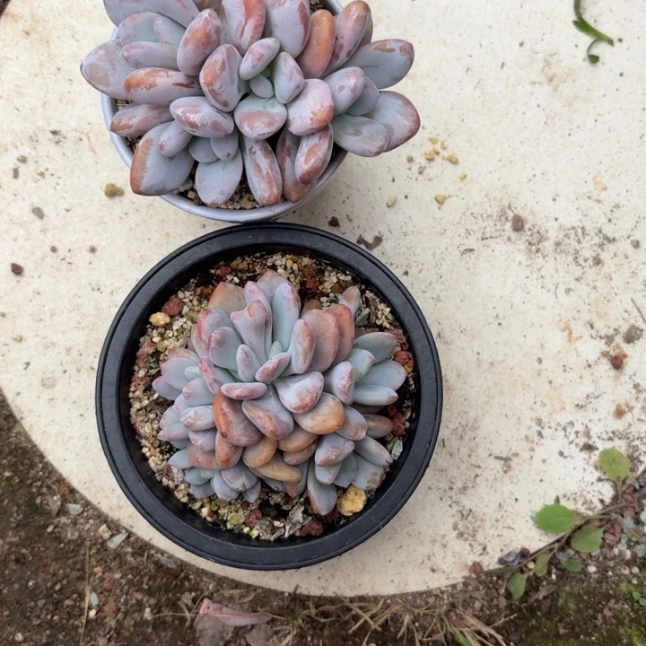 多肉植物粉兔两棵两棵