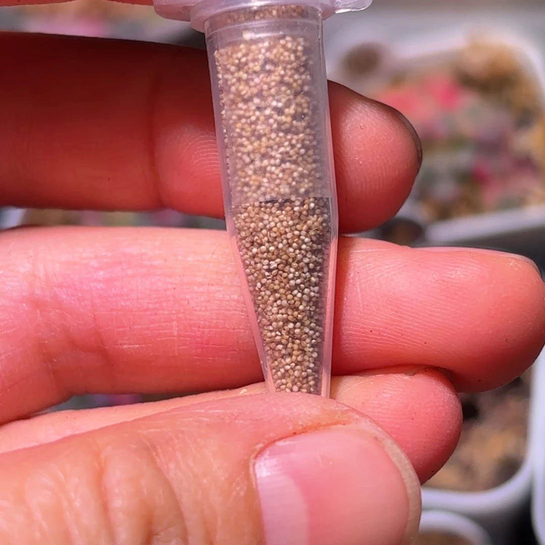 120粒五十铃玉锦种子