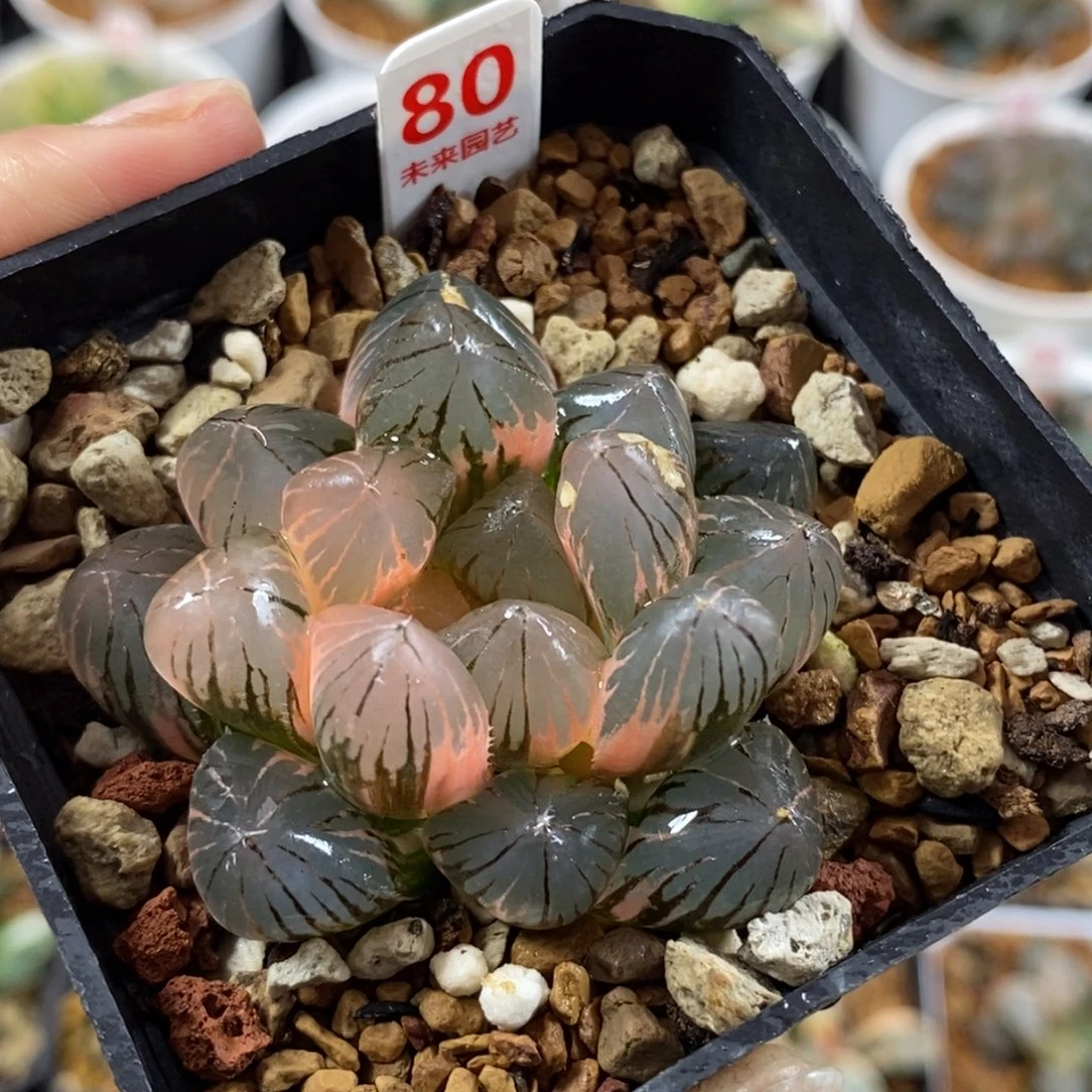 80后湖斑龙爪玉露锦