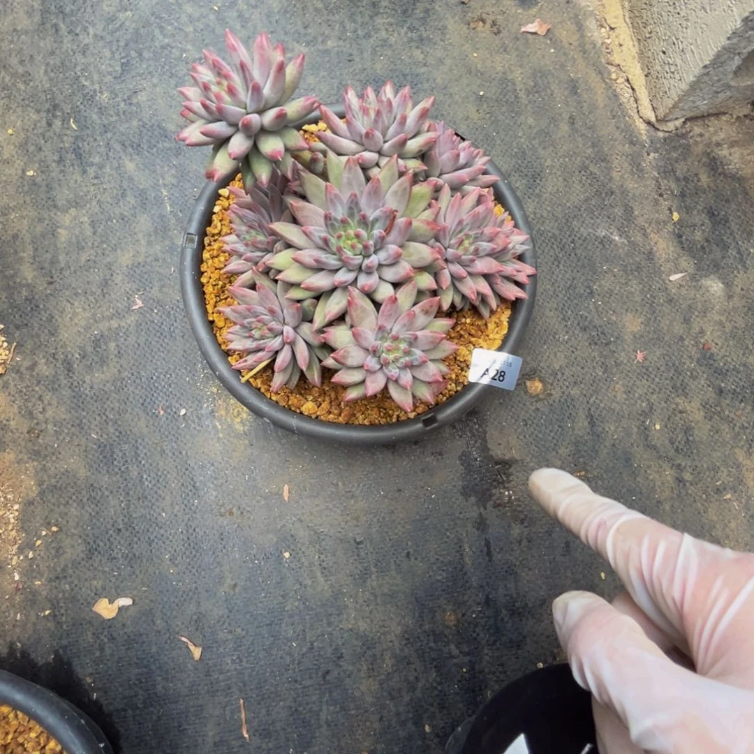 a28虞美人群生呀呀呀