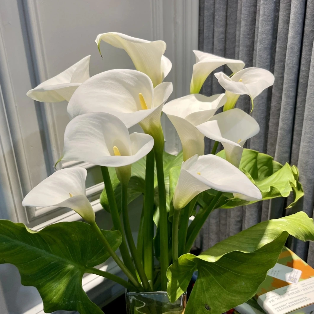 马蹄莲【白色】高端切花品种盆栽多年生花卉带花苞发货室内散光