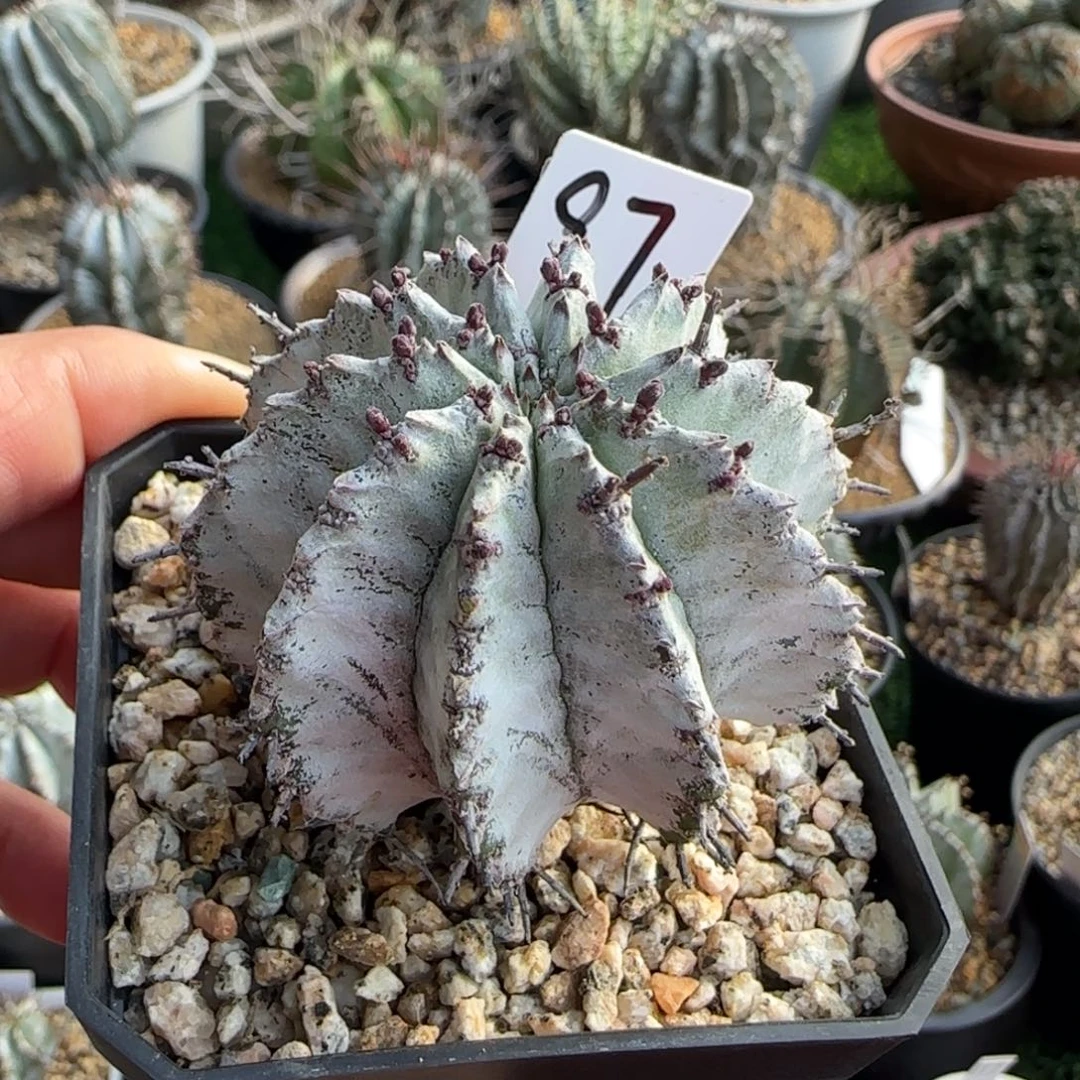 97脱土发 白衣魁伟玉