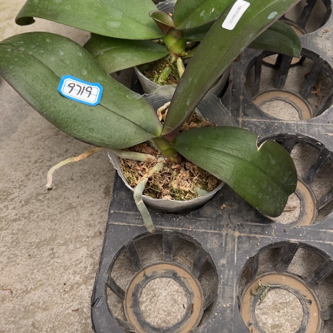 当前无花朵，栽培后可花朵9719哈根达斯