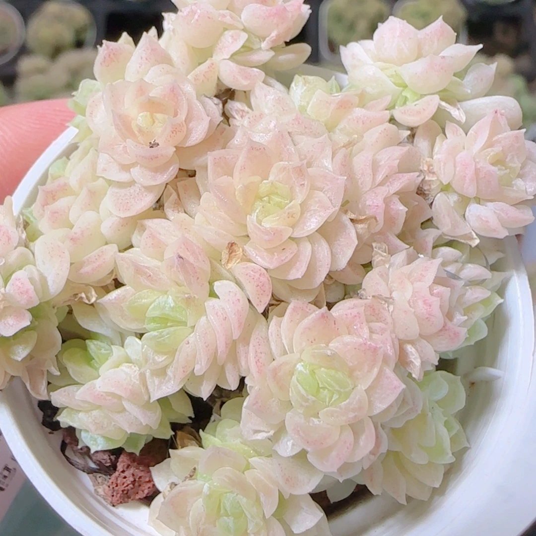 花语逸镜1109-89散