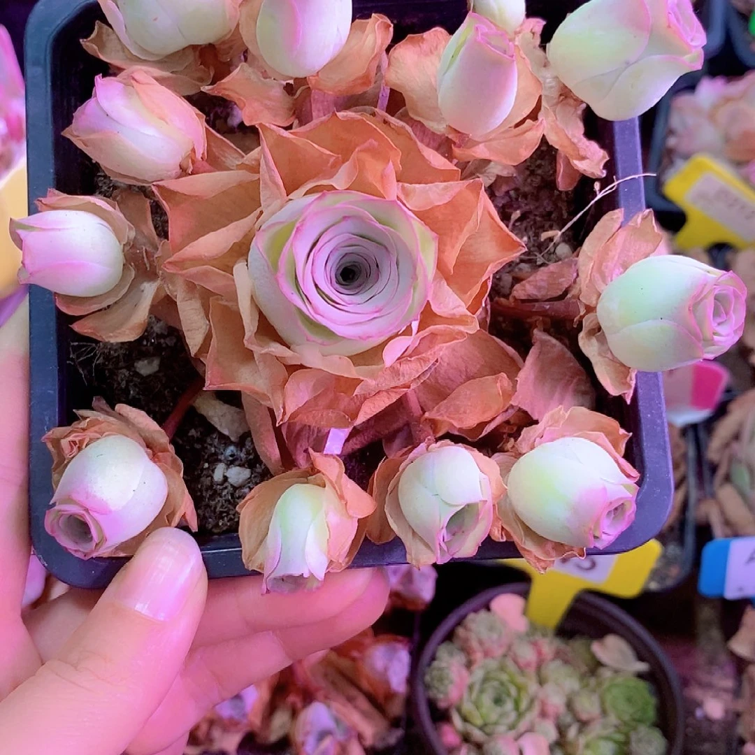 山地玫瑰一物一拍0019月影寒手捧