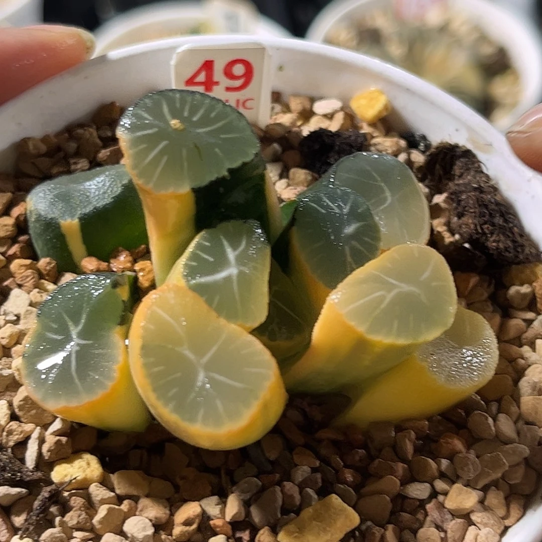 49糊斑万象锦福利