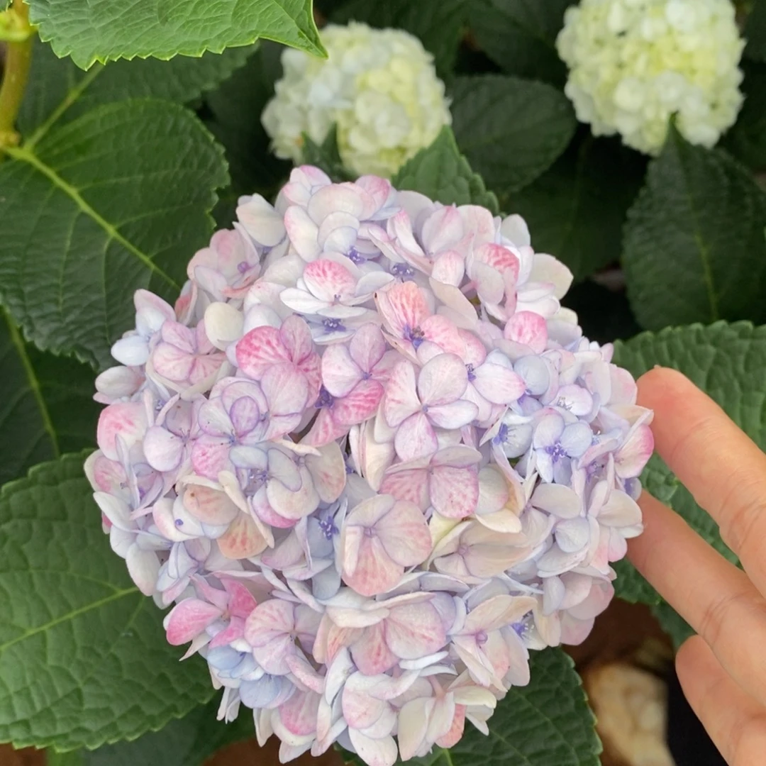 加购163号绣球/有色差介意勿拍/3单冷链包邮/偏远补运费发德邦