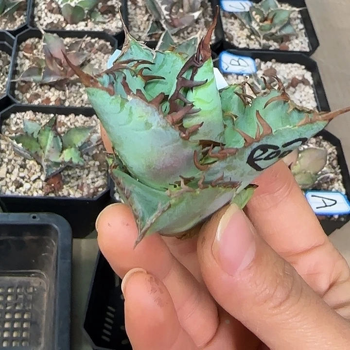 宝***:龙舌兰仁王冠二代顶芽