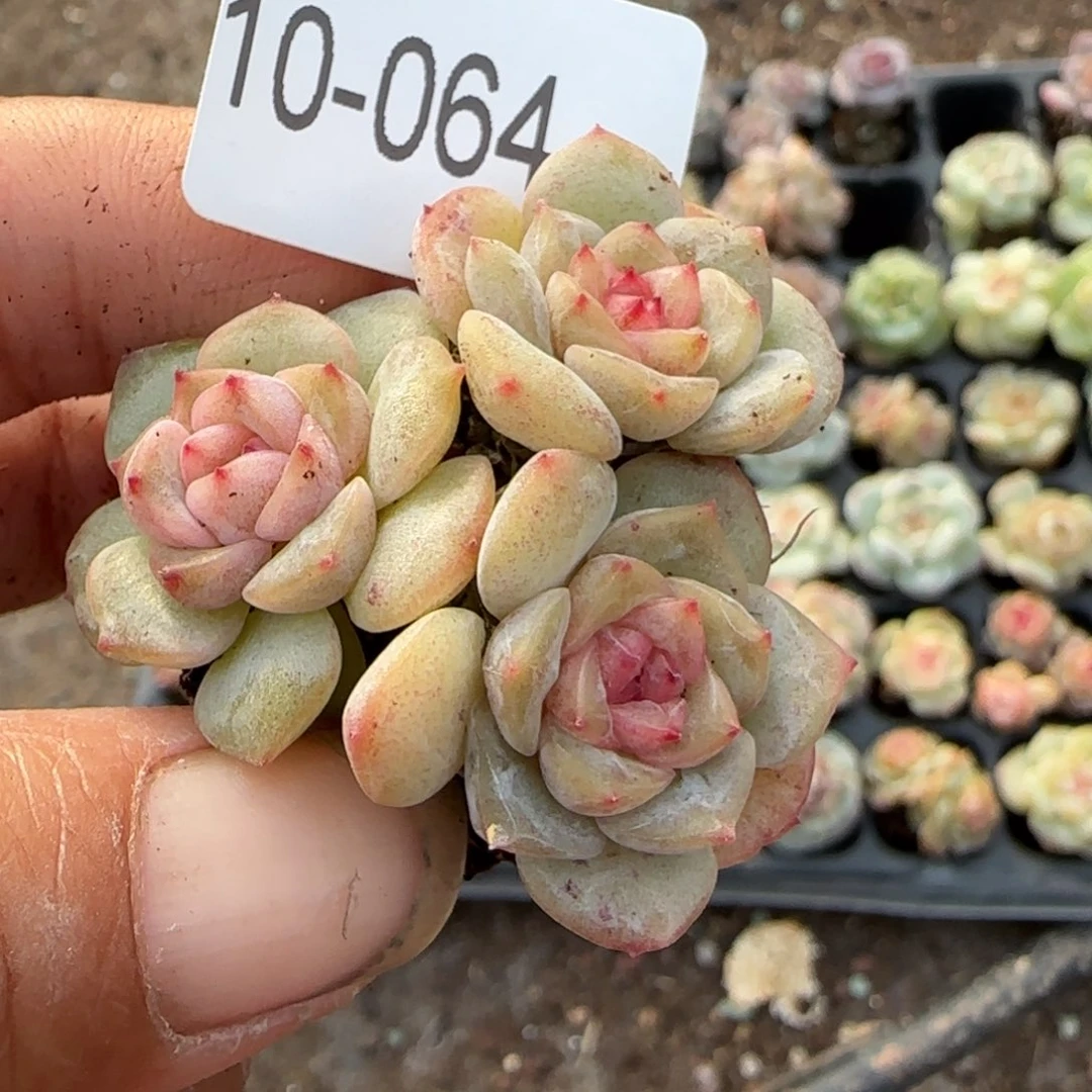 文***文多肉小卡拉米糖心一物一拍