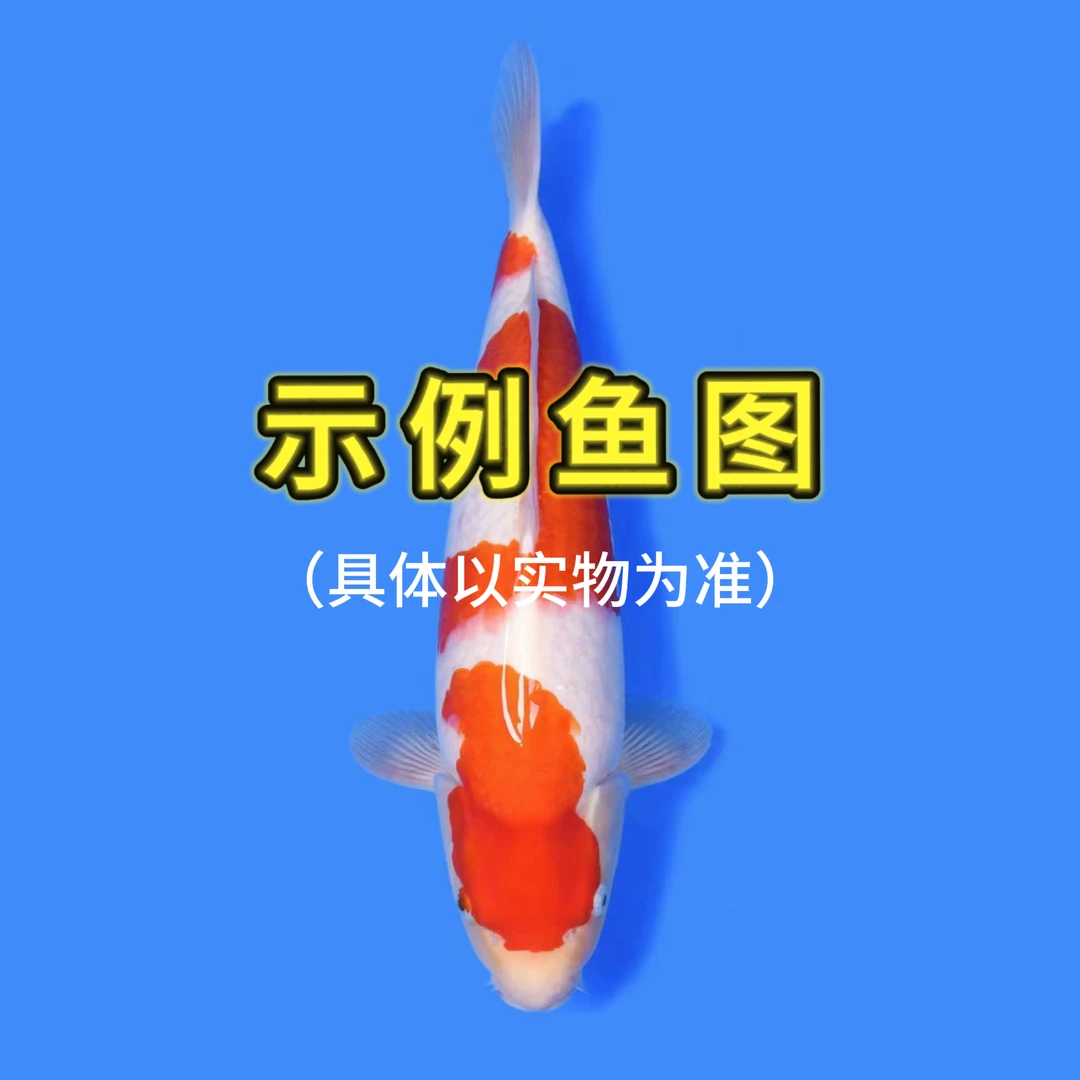 钧浩锦鲤血统小鱼