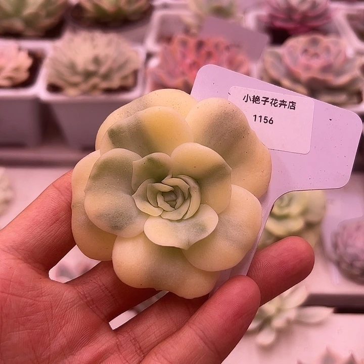 1156号可爱玫瑰锦多肉