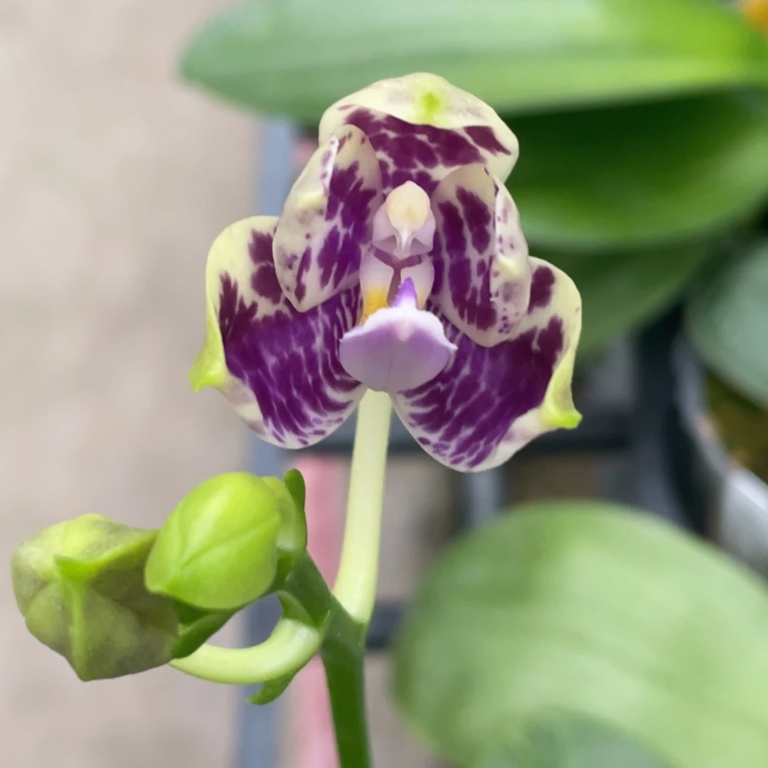 全部花苞yw08，花苞zhu