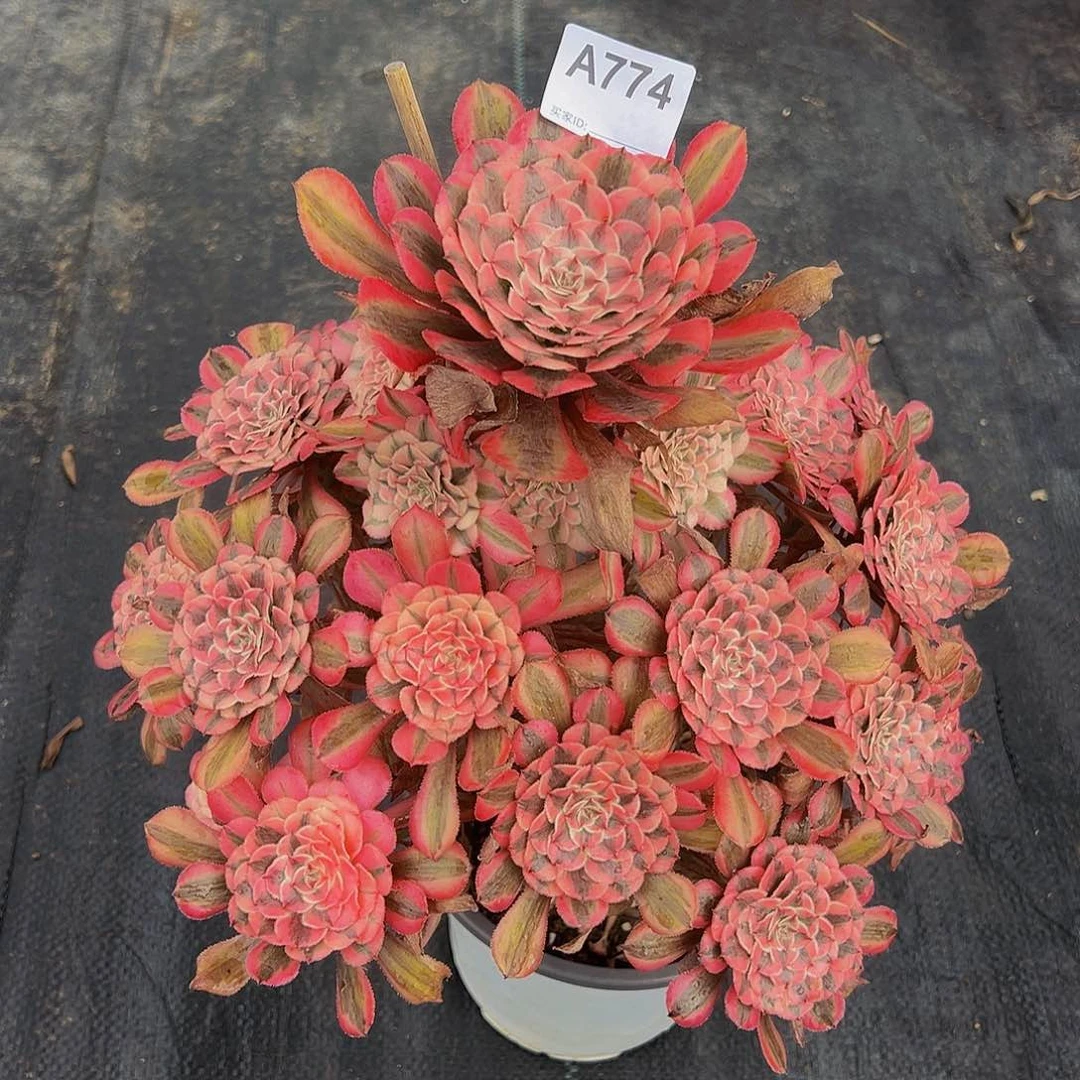 黑***头当前无花朵，栽培后可花朵774粉铜