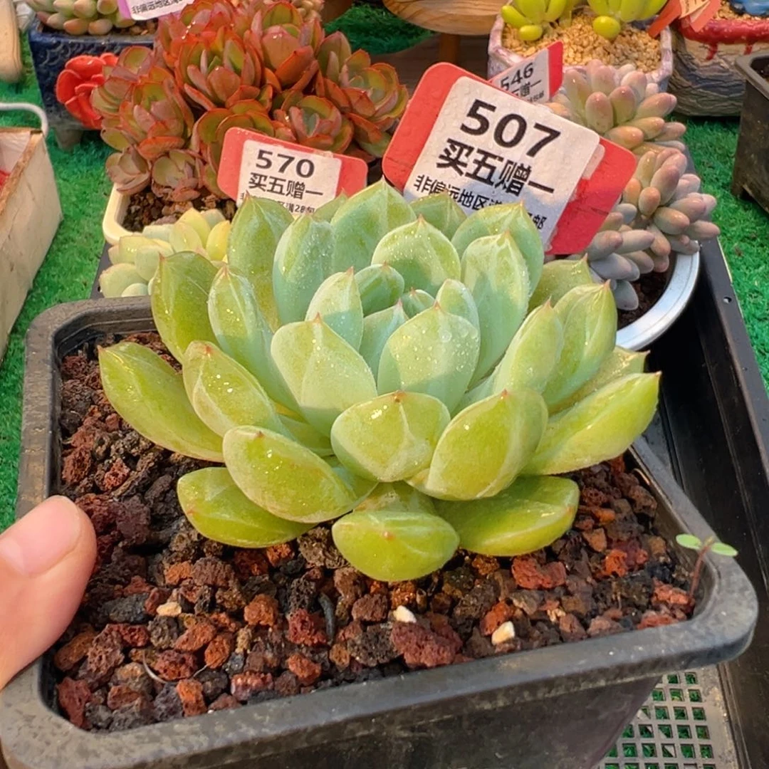 表妹精品多肉植物507.