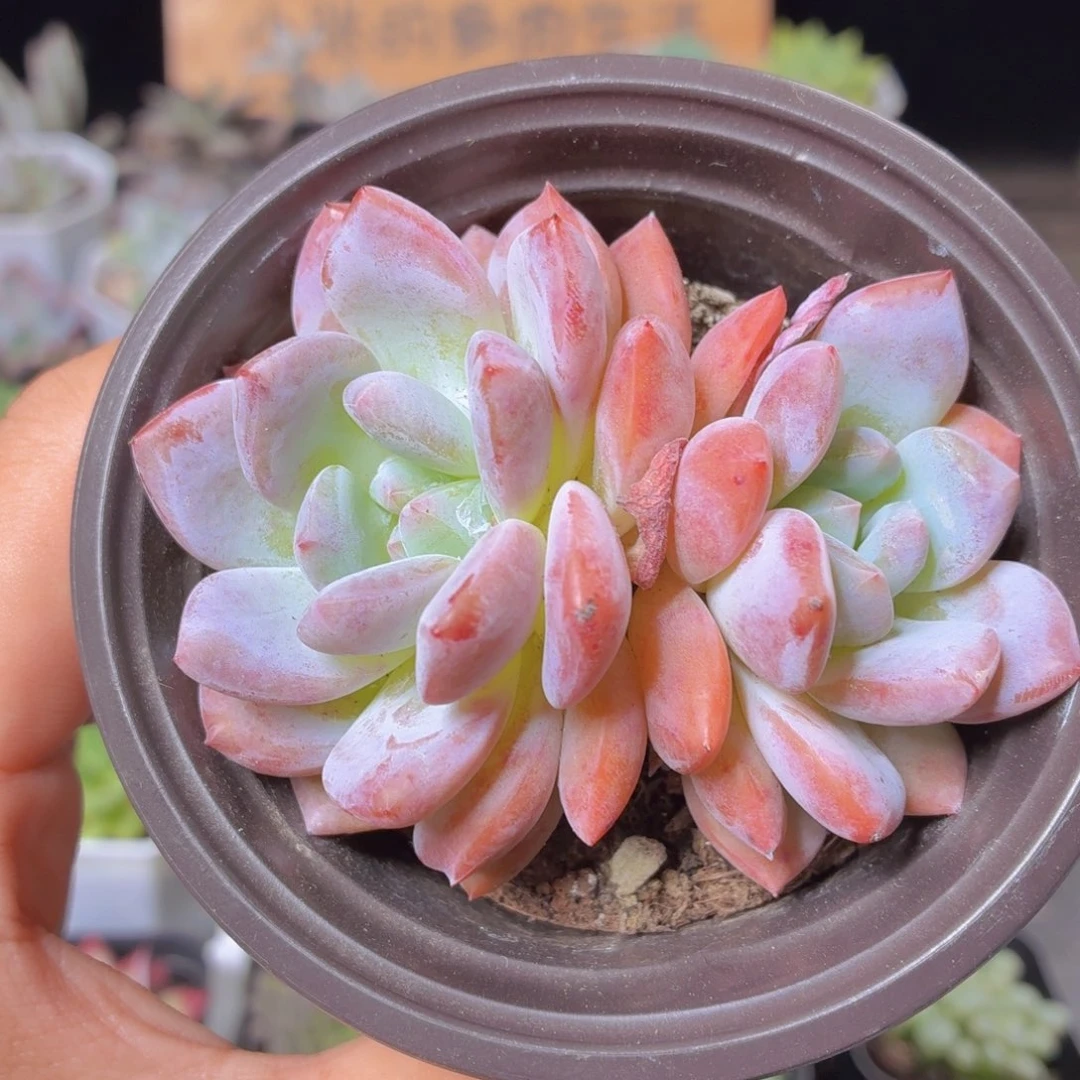 双头橙梦露多肉9.9包邮发货