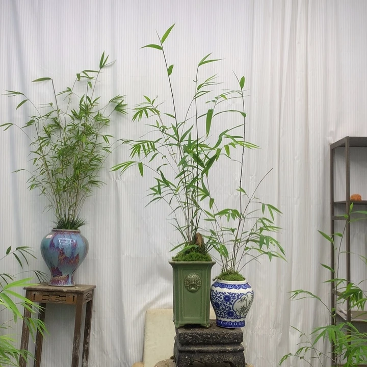 竹子竹子内门竹带盆