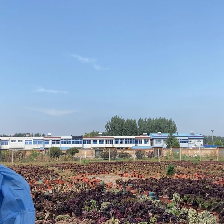 寄羊寄羊寄羊寄羊