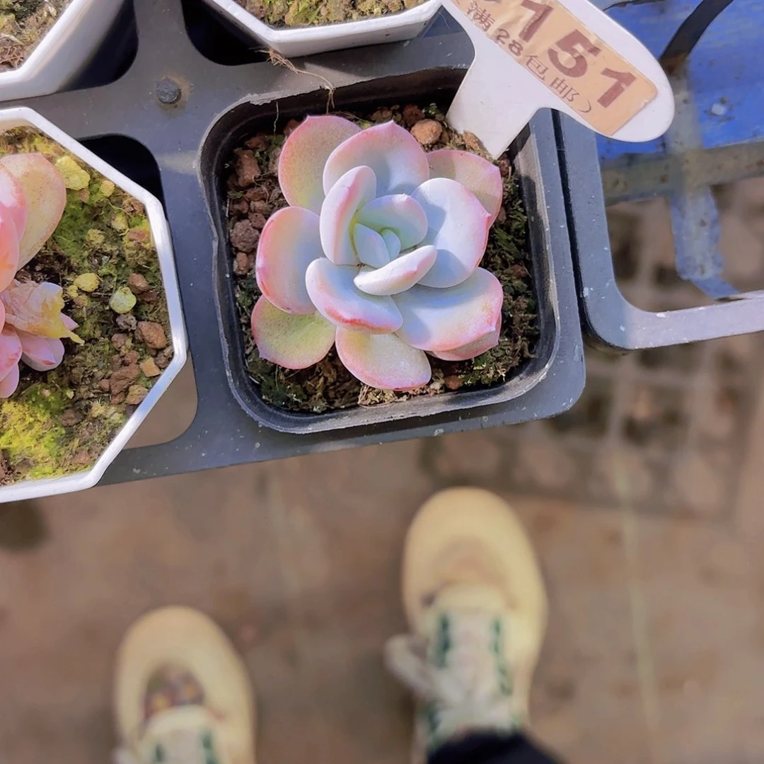 D151奶茶一物一拍