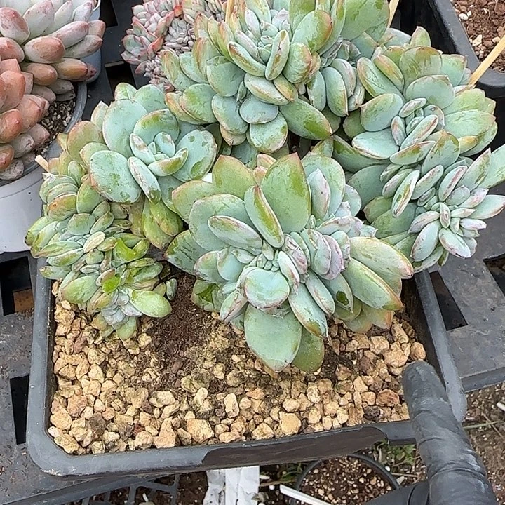 礼***型青蛙王子儿童牙膏套装11