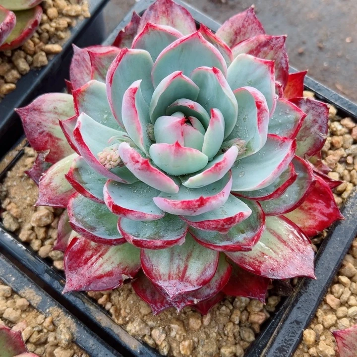 精品多肉植物老桩