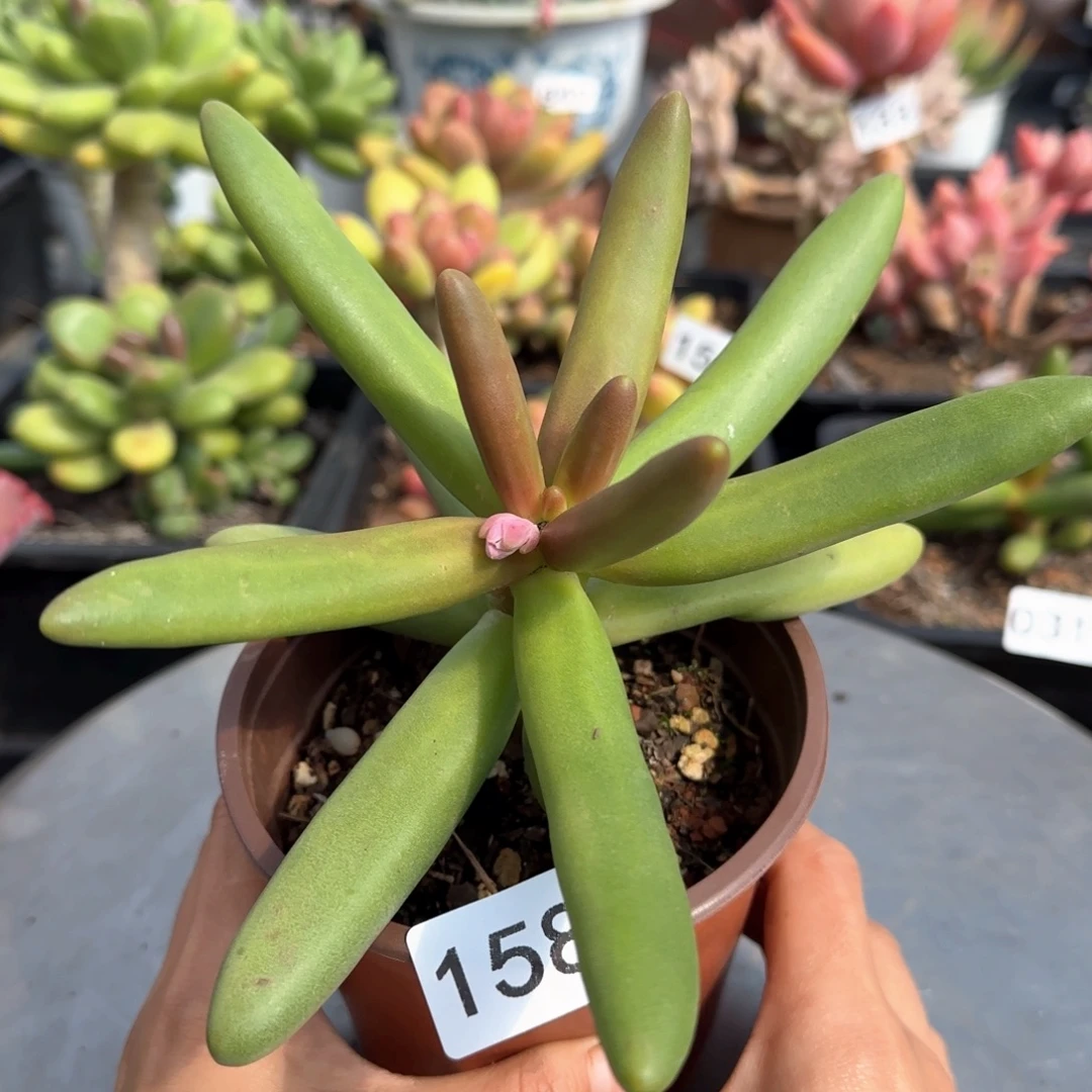 158号 一物一拍 一物一拍