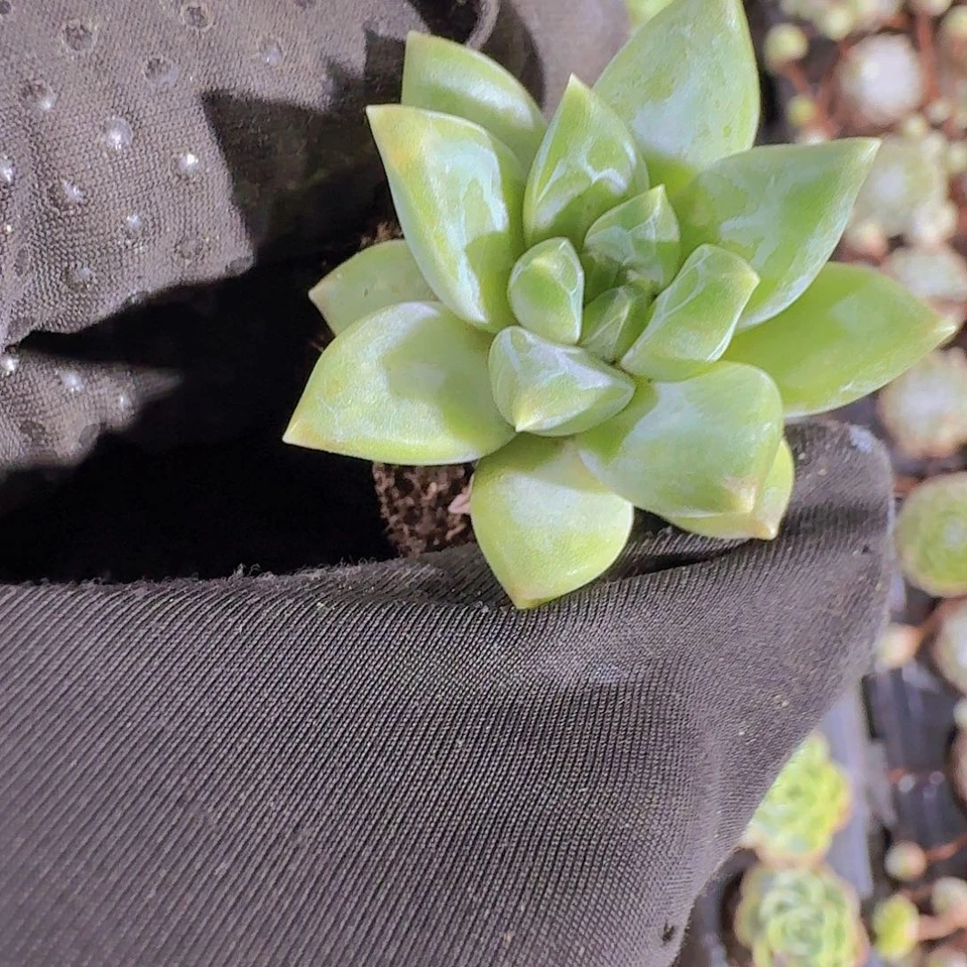 精品三色美人多肉植物