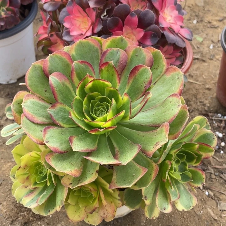 无花朵073多肉植物组合无售后