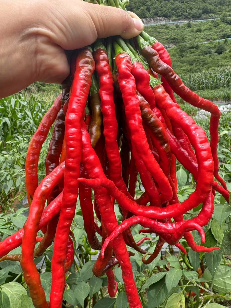 贵州本地鸡爪红辣椒