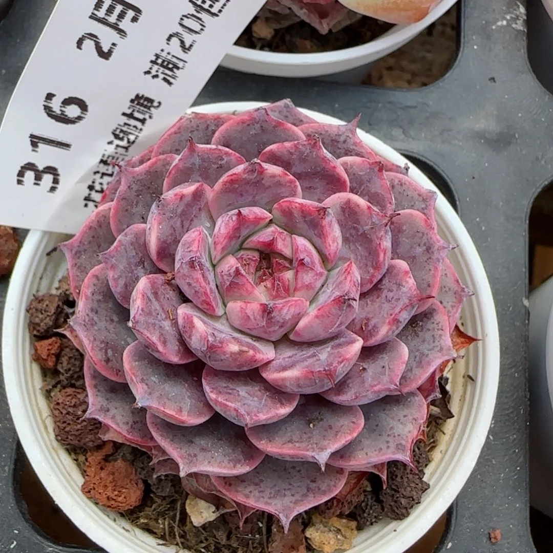 花语逸境0219-316