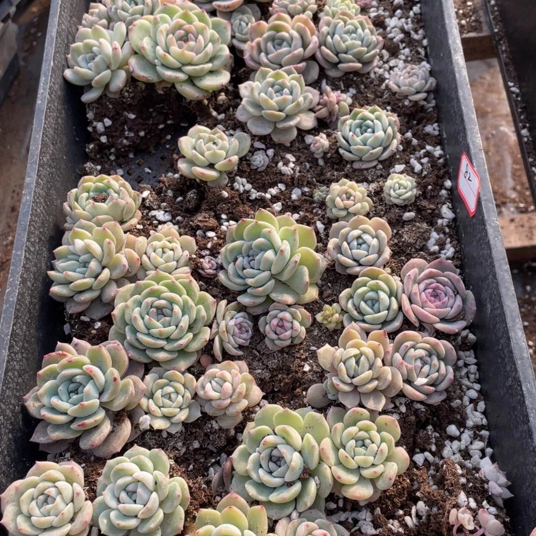 82吉禄播种苗特价一筐，不包保温不包售后