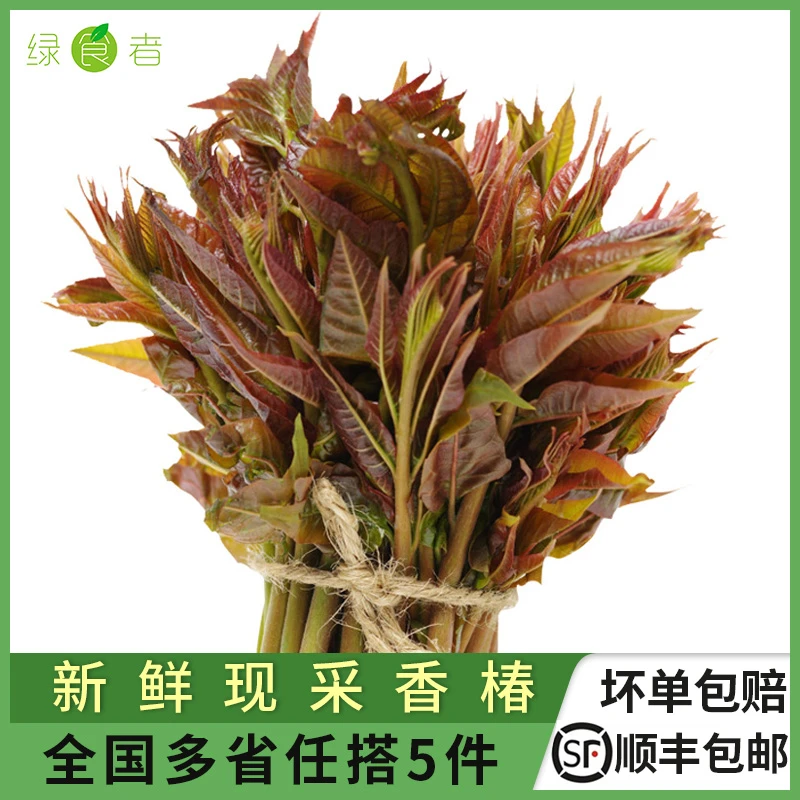 新鲜红香椿100g/盒 春芽菜炒蛋当季农家蔬菜香春头香椿菜 5件包邮