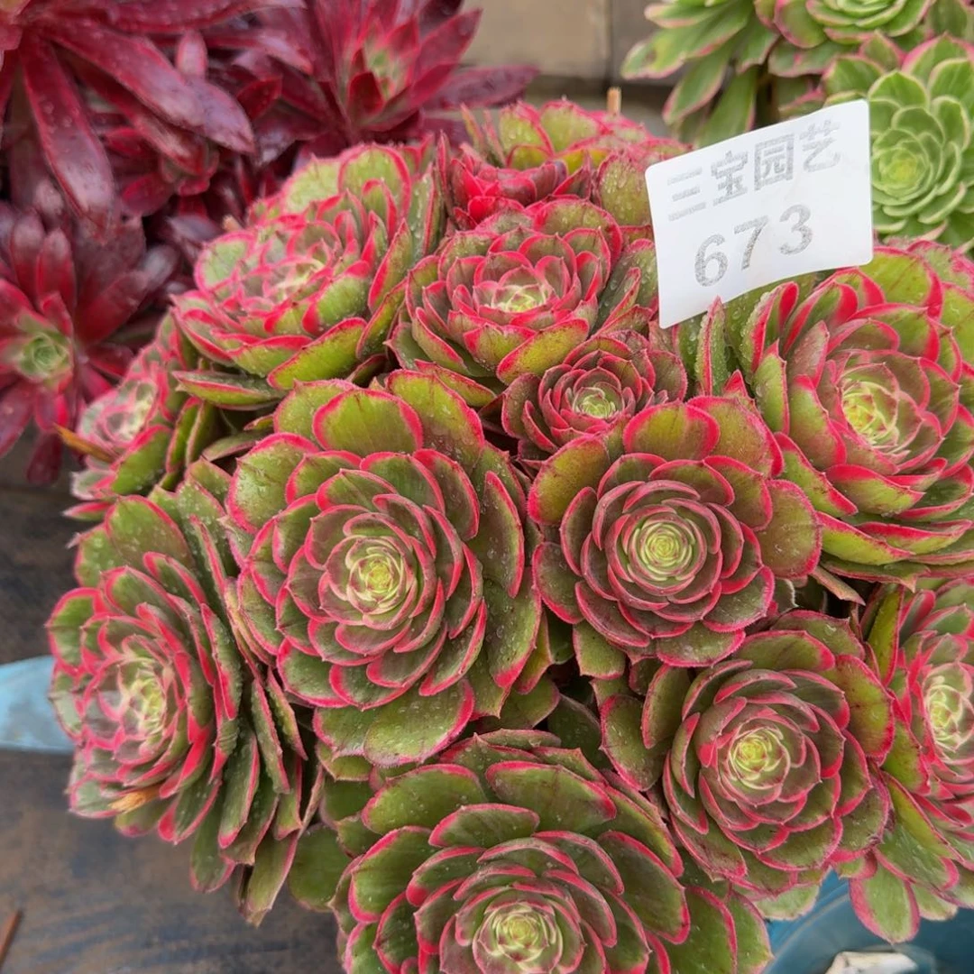 沙多肉植物673粉花妖