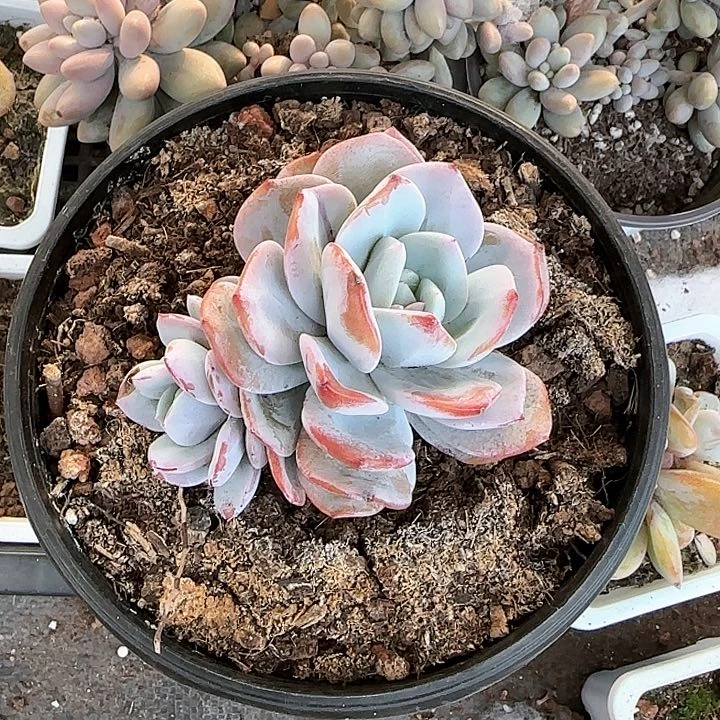 弥****云青蛙王子儿童牙膏111