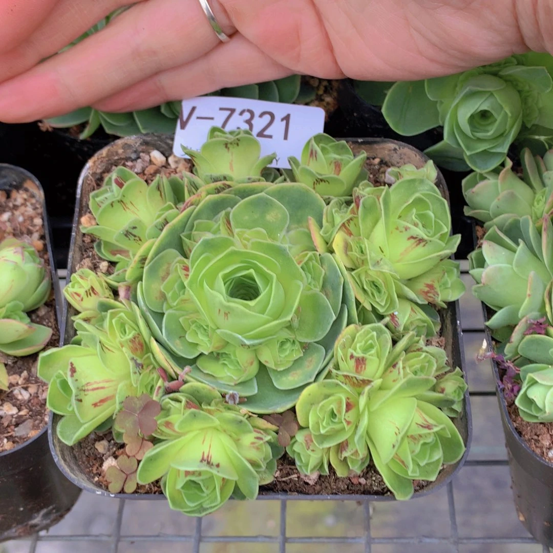 7321会掉侧芽g h b v