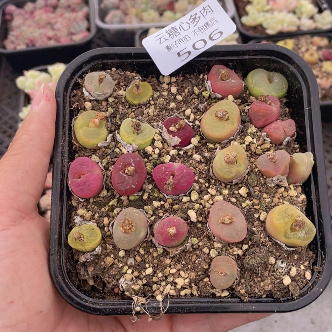 云糖心多肉植物506