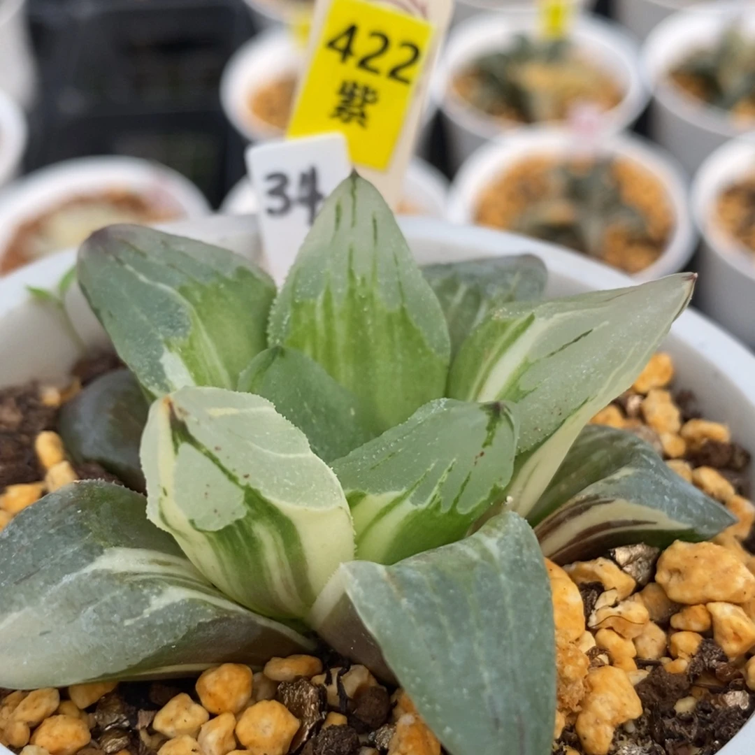 422冰城锦一物一拍