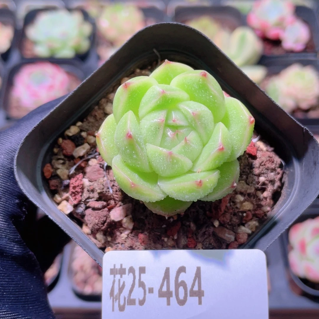 花利美25-464麦秆