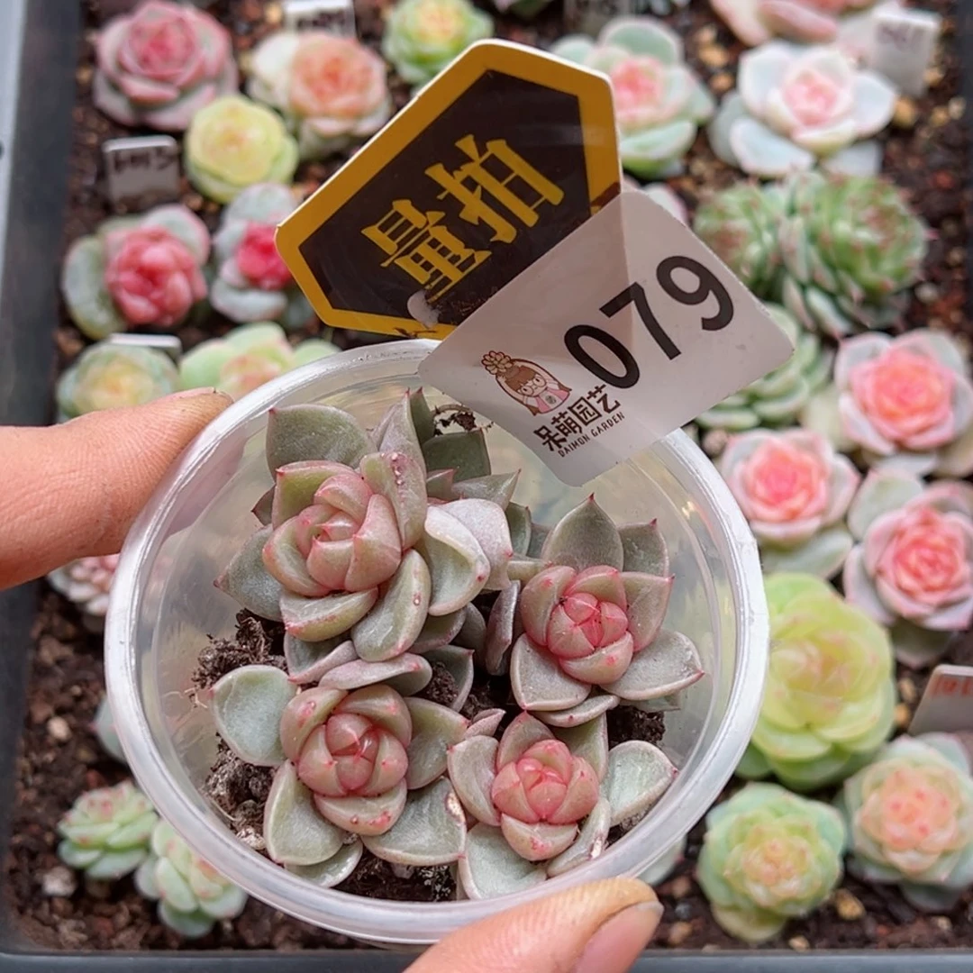 多肉植物多肉植物