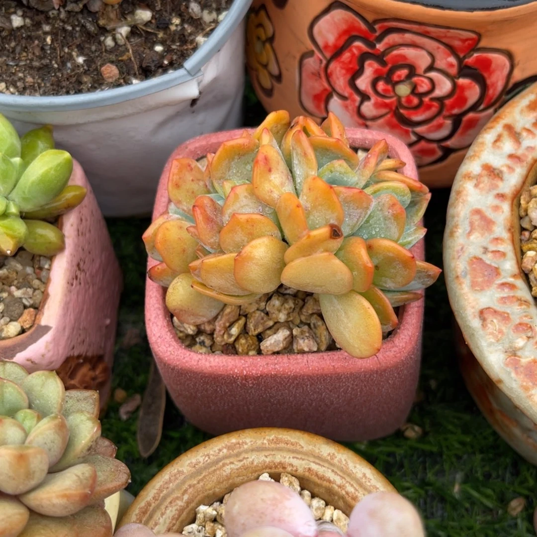 多肉植物一物一拍