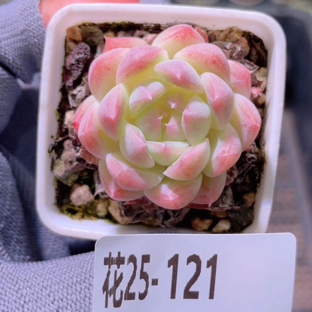 花利美25-121美瞳