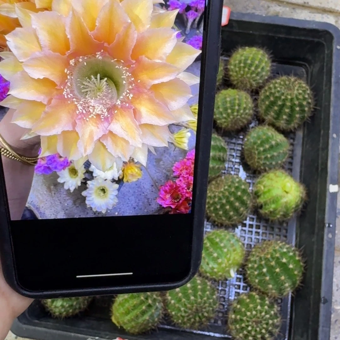 248彩草N28歪无根侧牙4公分左右，20包邮