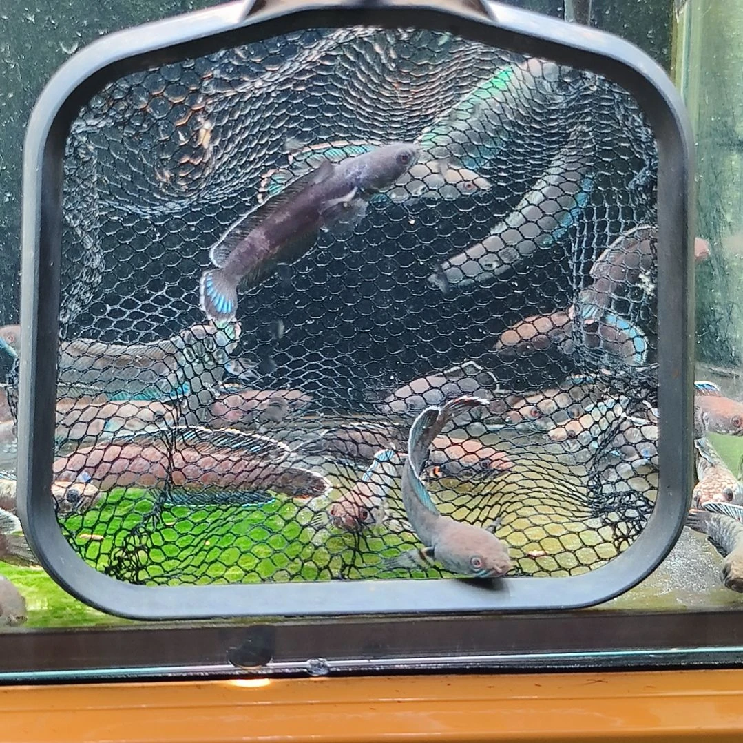 雷龙奶茶。。。。。。。。。。。