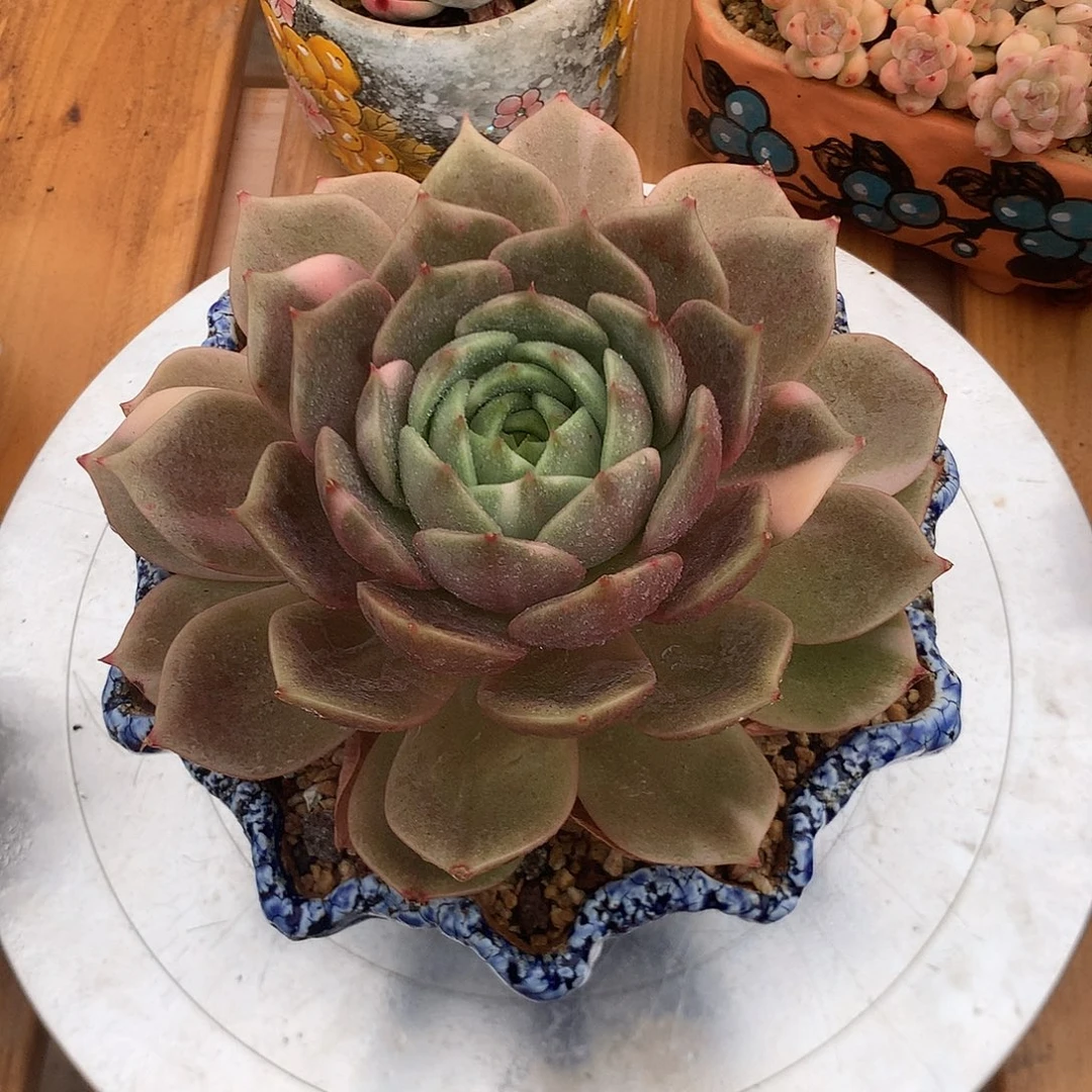 贝加尔湖锦贝加尔湖锦