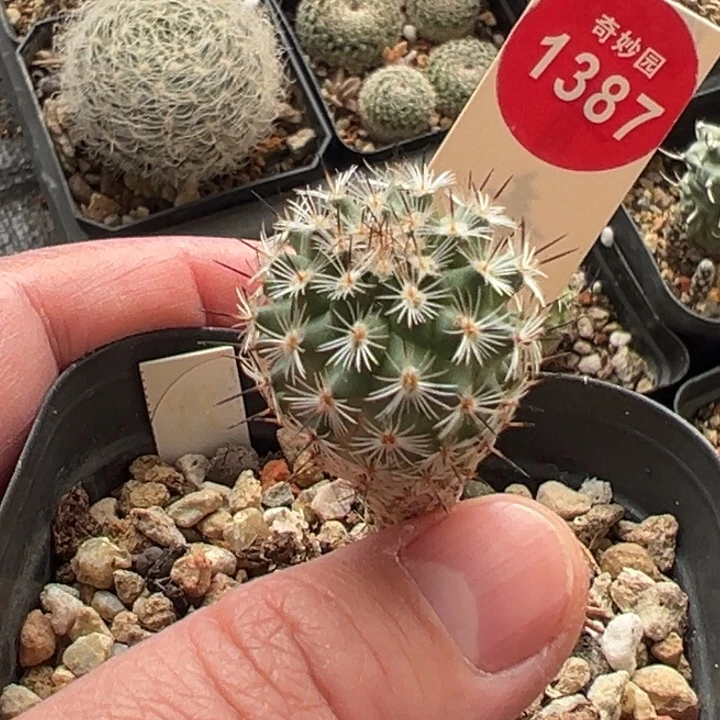 实生赤花美针玉2.1cm